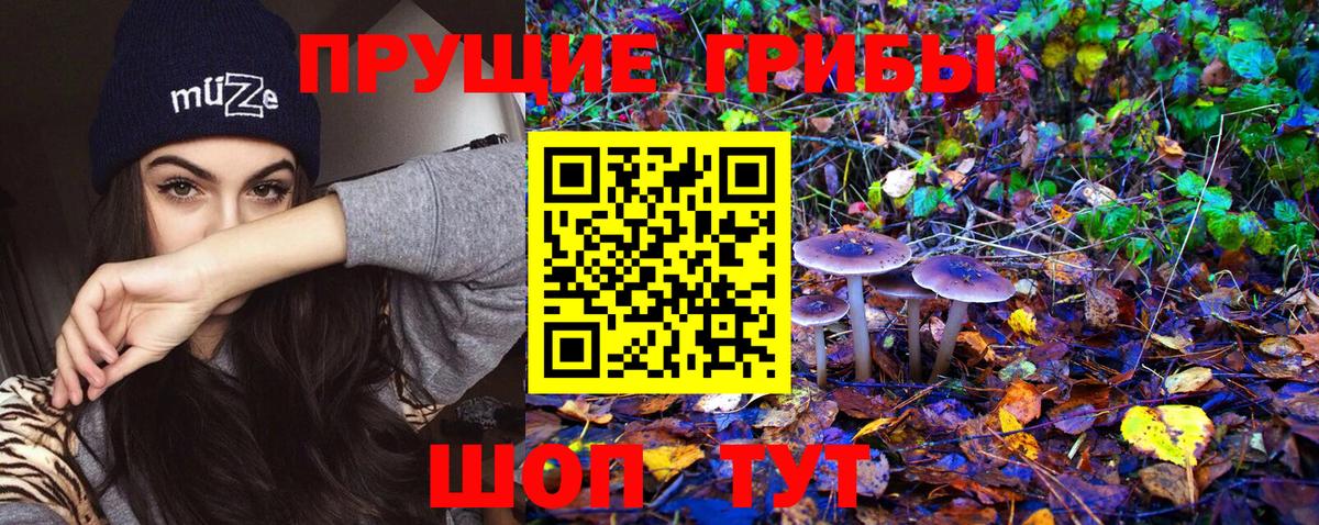 Псилоцибиновые грибы Psilocybe  Галлюциногенные грибы GOLDEN TEACHER  Вход с VPN  цена   Кирово-Чепецк 